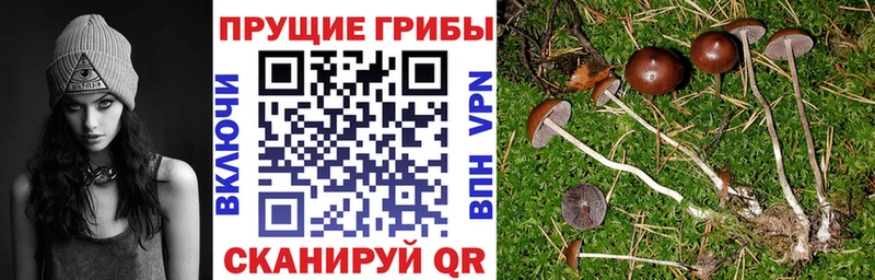 Псилоцибиновые грибы мицелий  магазин  наркотиков  Волжск 